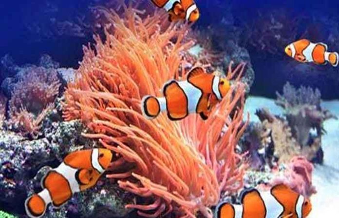 fish