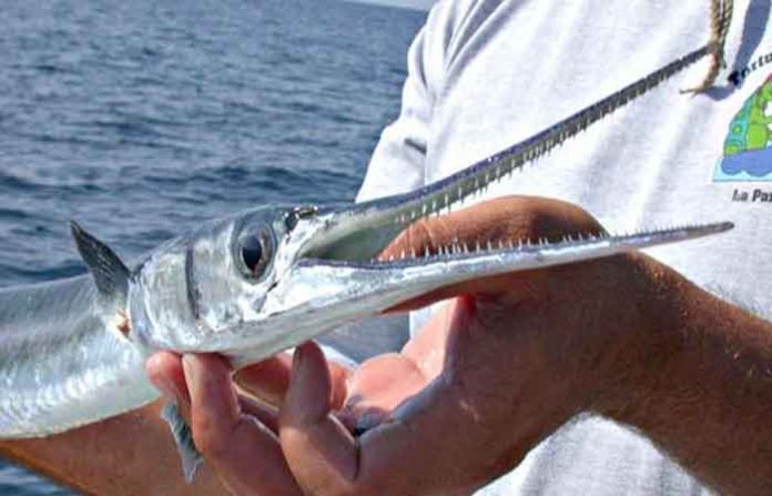 flying-needle-fish-1