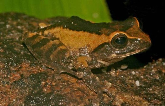 frog