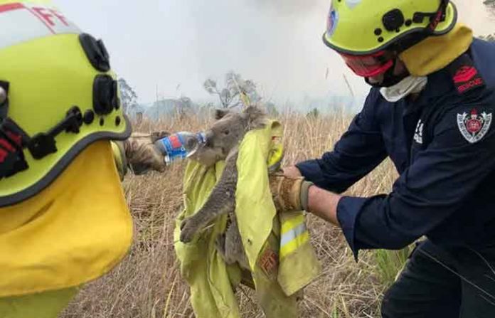 koala-australia-fire