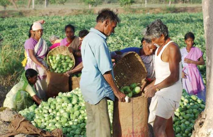 kusthrogi-farming