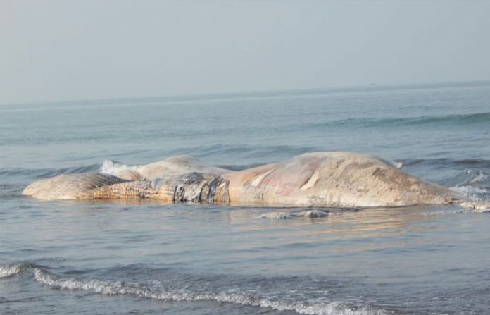 mandangad-whale