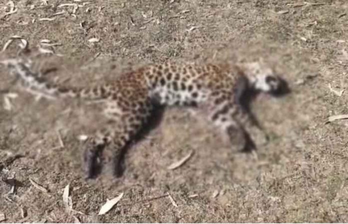 panther-chandrapur