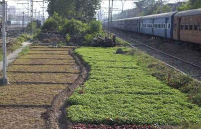 railway-track-side-crops railway-track-side-crops