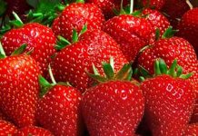 इंडिगो विमानसेवेच्या गोंधळाचा राज्यातील शेतकऱ्यांनाही फटका; स्ट्रॉबेरी, भाज्या आणि फुलांचे नुकसान strawberry from kalvan in gujarat