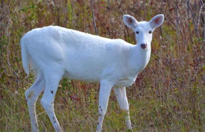 white-deer