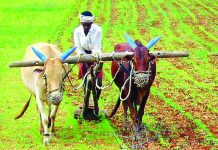 कोरोनानंतरची शेती