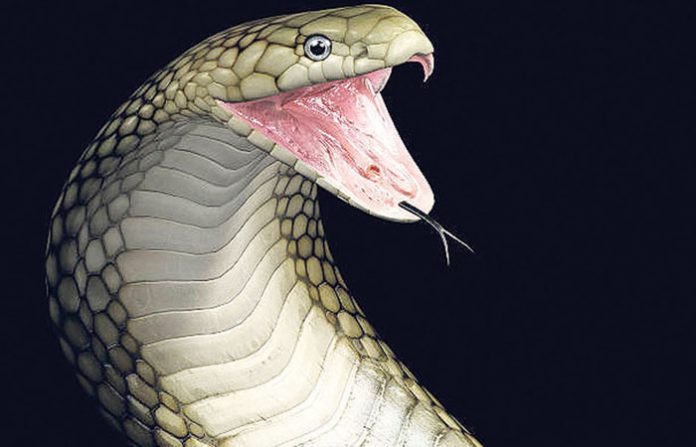 snake-attack3