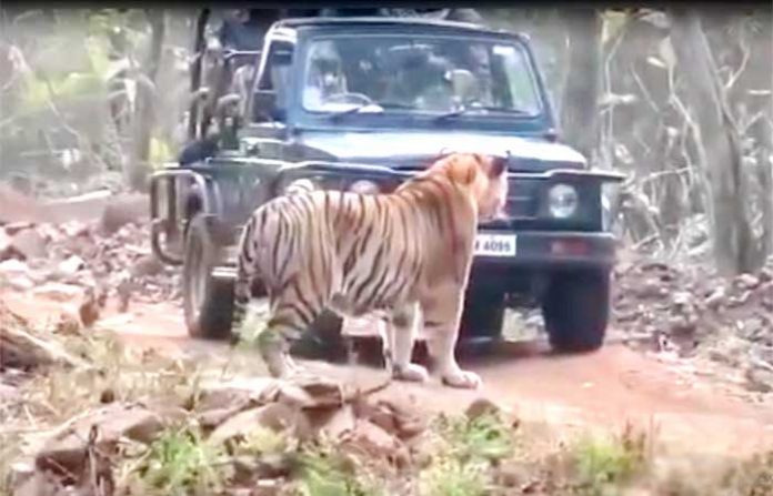 tadoba-tiger