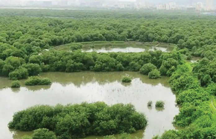 wetland2