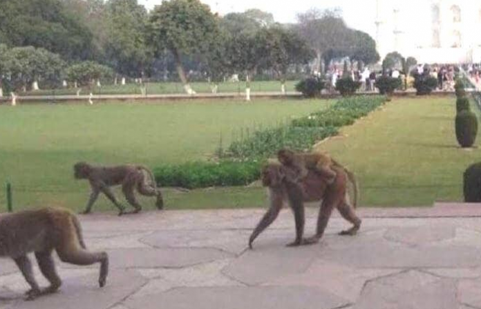 baboon