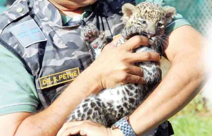 bittu-leopard