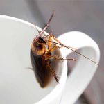 हे करून पहा – घरात झुरळे होऊ नये म्हणून…