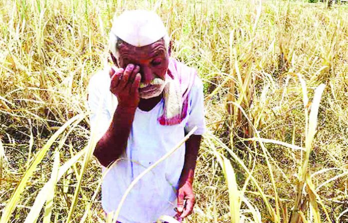 farmer-2