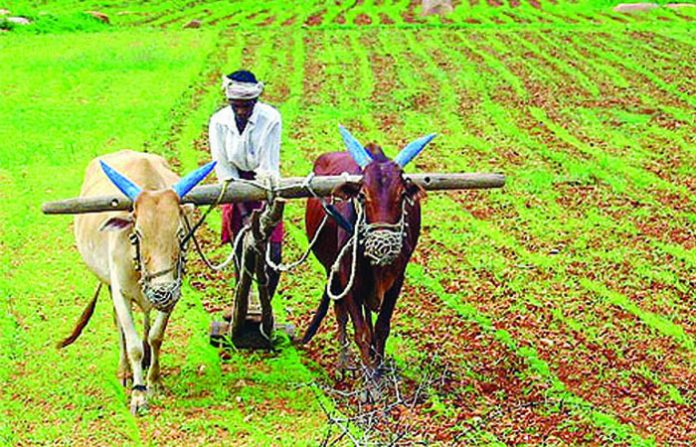 farmers