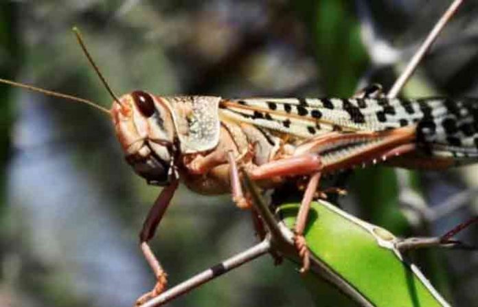 grasshopper-1