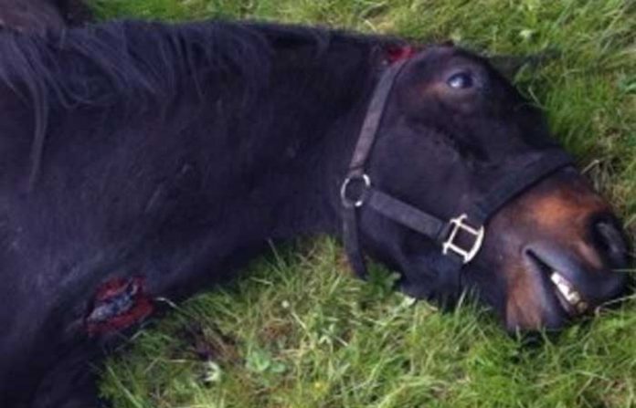 horse