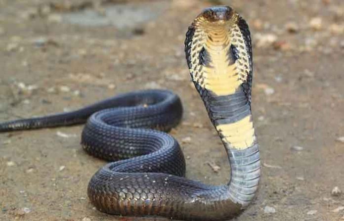 indian-cobra