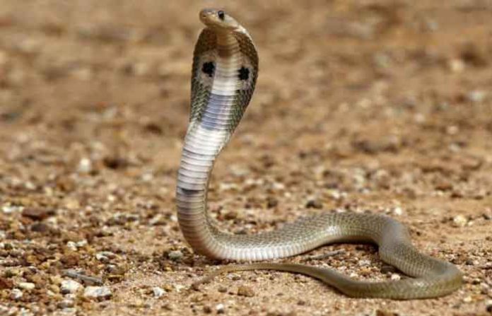 indian-snake