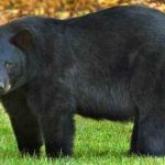man-dressed-as-bear-black