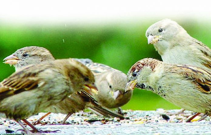 sparrow