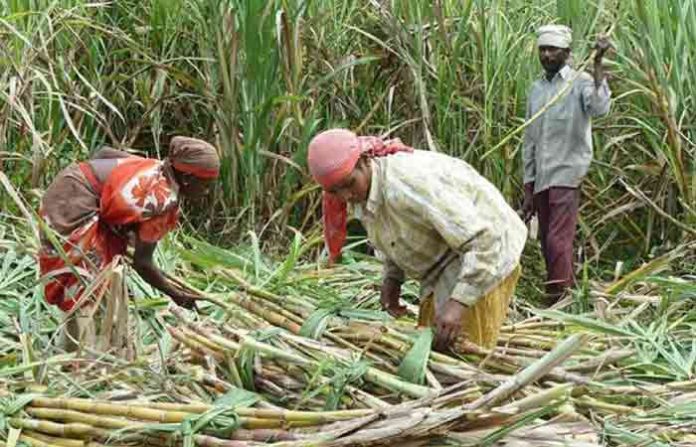 sugarcane-11