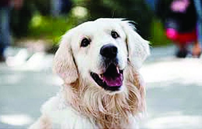 dog