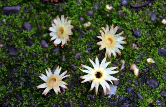 bakul-flowers