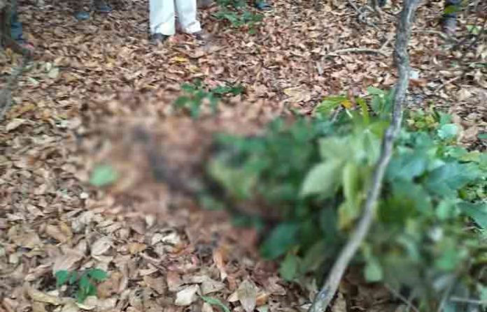 chandrapur-tiger-attack-dea
