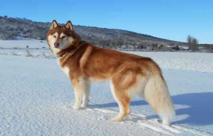 dogs-foreign-1
