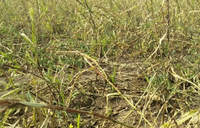 ghansavangi-crop-loss