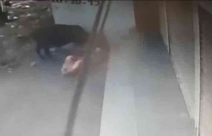 majalgaon-cow-attack