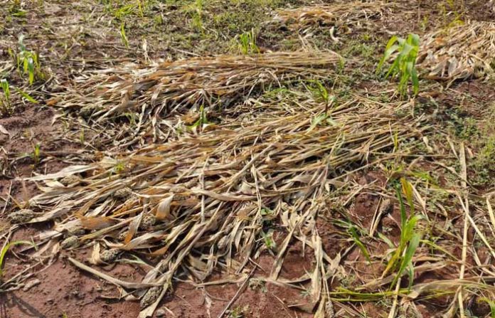 parbhani-rain-crop-damaged