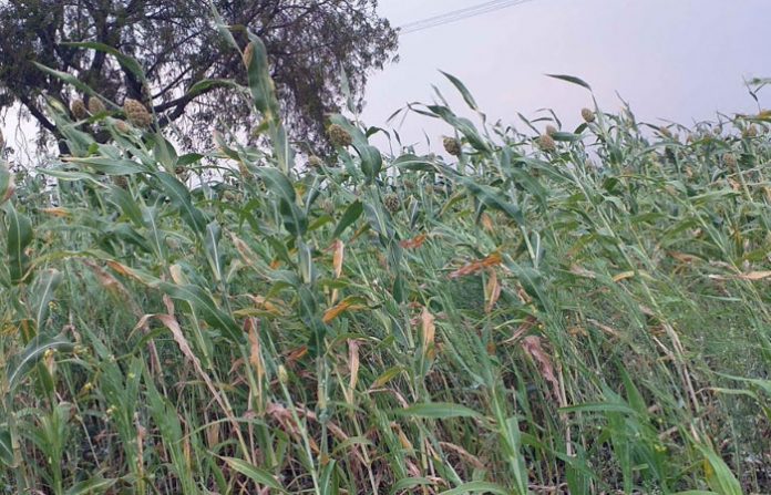 rampuri-rain rampuri-rain