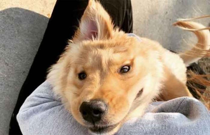 unicorn-dog