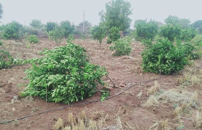 vadigodri-crops-destroyed