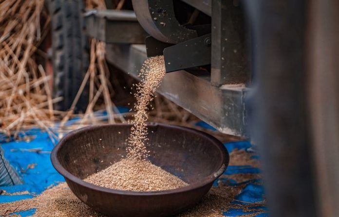 wheat-grain