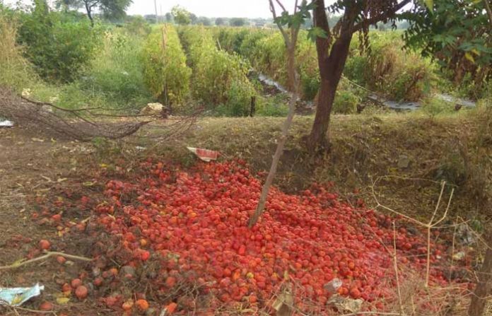 ahmadpur-tomato