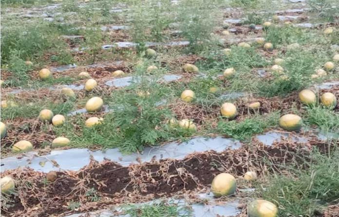 beed-water-melon