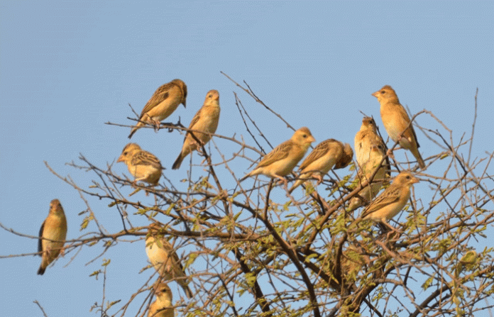 birds