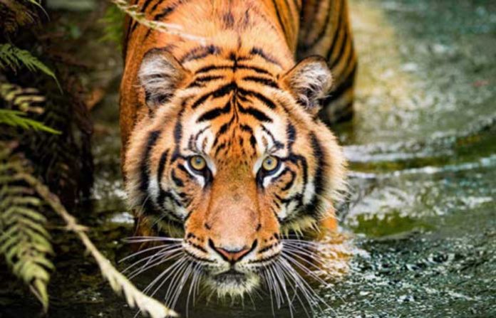 nadia-tigress-corona