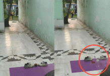 व्हायरल ‘नारळफोड्या’ने जिंकले मन, टीम इंडियाच्या माजी वेगवान गोलंदाजाने दिली मोठी ऑफर