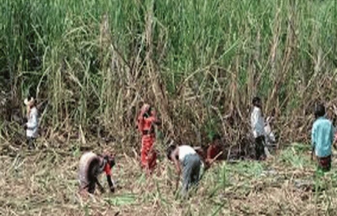 sugarcane