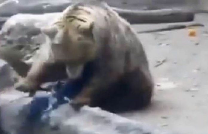 29_05_2020-watch_viral_video_of_bear_saving_crow_20325501