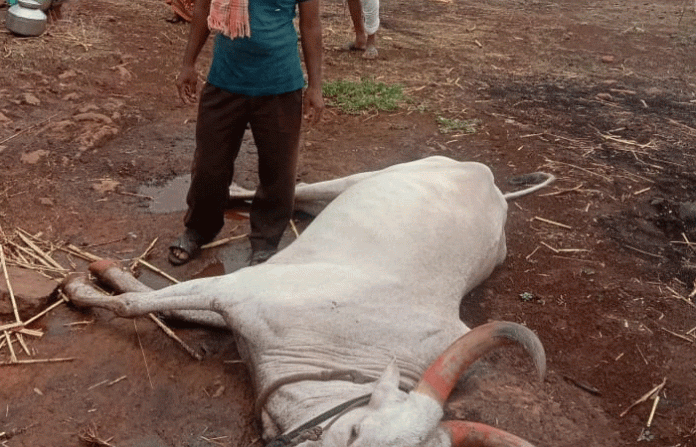 bull