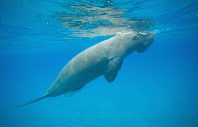dugong-sea