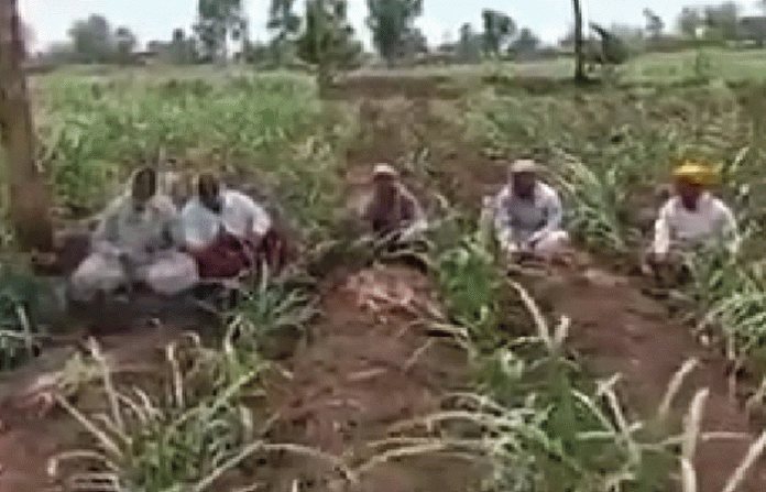 farmer