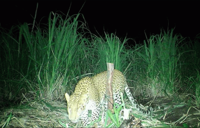 leopard