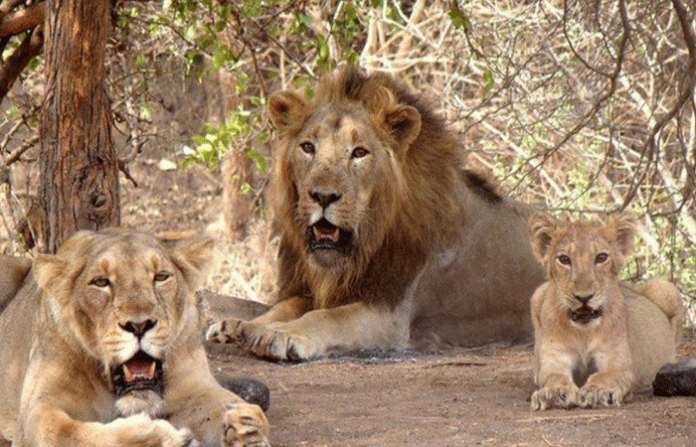 lions
