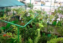 Video- कोथिंबीर, कढीपत्ता किंवा कोबी अशी घ्या घरच्याघरी आवडती भाजी